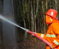 Дым от лесных пожаров дошел до Зеленограда