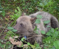 В лесопарковой зоне 7-го микрорайона нашли двух медвежат