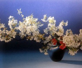 Выставка и мастер-классы Икебана Икэнобо «Син Сюн - новая весна»