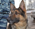 «Собачья работа»: патрульно-постовой пес на службе в полиции Зеленограда